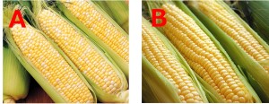 どっちのとうもろこしが好き?